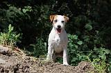 PARSON RUSSEL TERRIER 011